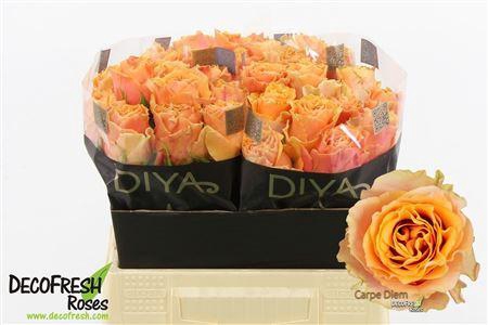 <h4>R GR CARPE DIEM</h4>