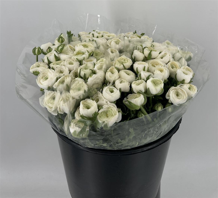 <h4>RAN ELEG EX WHITE</h4>