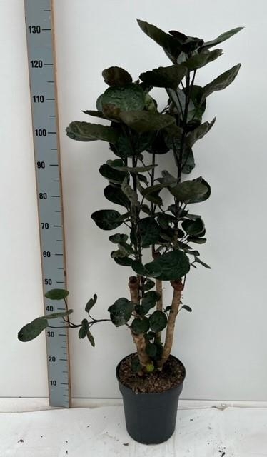 Polyscias Fabian 24Ø 130cm