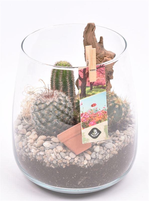 <h4>Glas vaas 14cm/ h 17cm</h4>