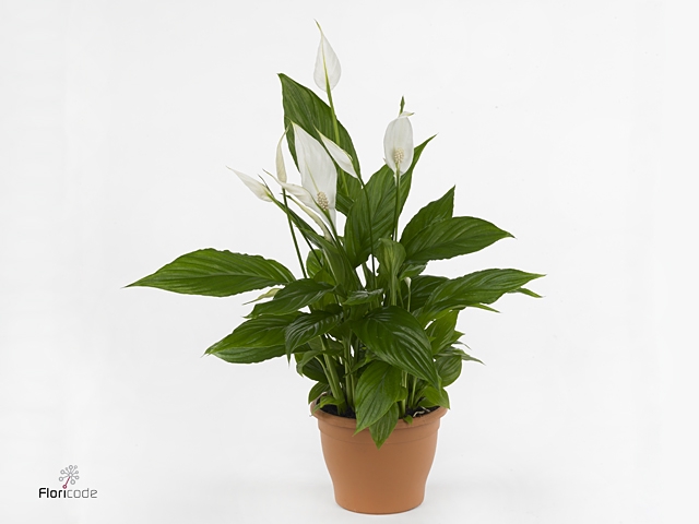 Spathiphyllum Torelli