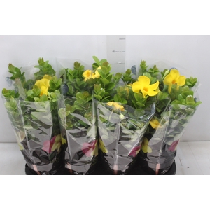 DIPLADENIA GOLDEN P14 PREMIUM