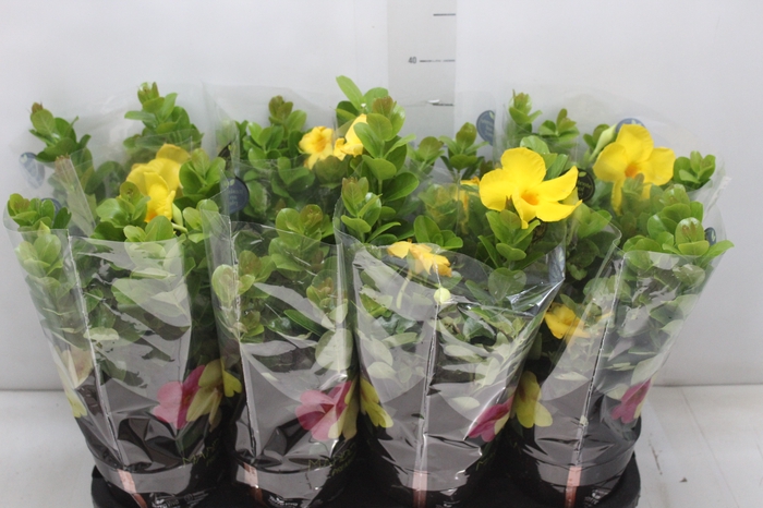 <h4>DIPLADENIA GOLDEN P14 PREMIUM</h4>