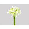 AGAPANTHUS BRANCO