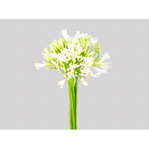 AGAPANTHUS BRANCO
