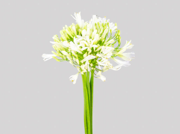AGAPANTHUS BRANCO