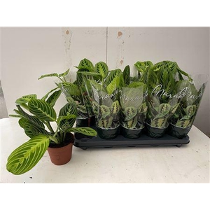 Maranta Lemon