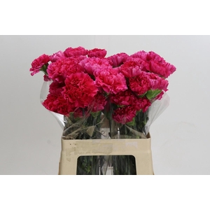 Dianthus St Bizet
