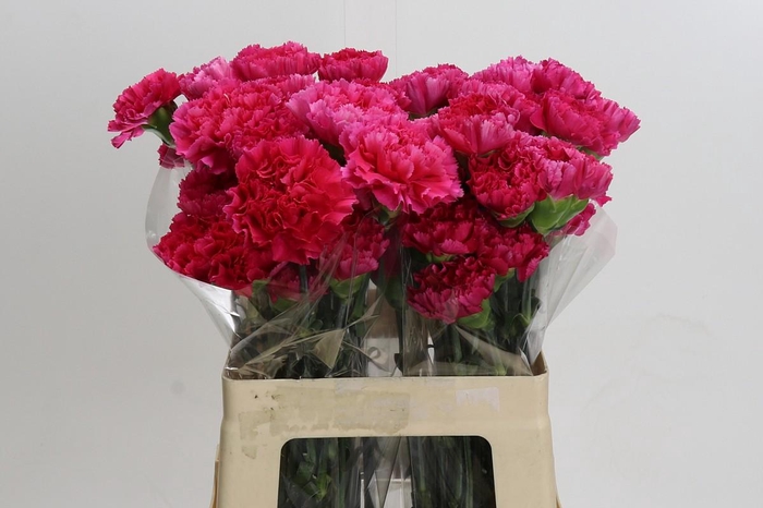 <h4>Dianthus St Bizet</h4>