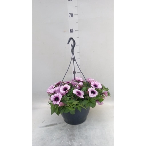 Petunia   ...