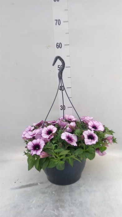 <h4>Petunia   ...</h4>