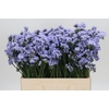 Limonium Donau Birds