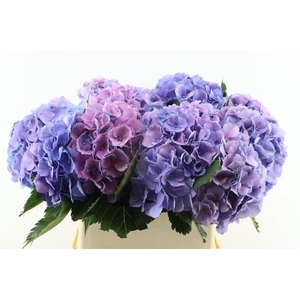 Hydr M Elbtal Blue 50-15
