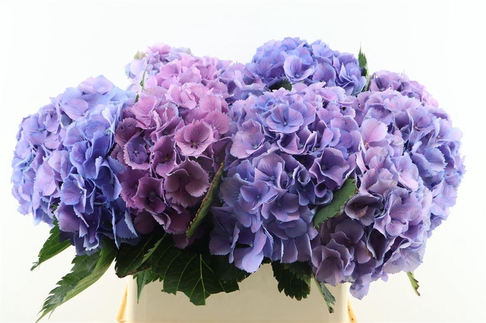 <h4>Hydr M Elbtal Blue 50-15</h4>