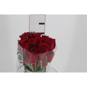 ROSA FREEDOM 050 CM ESTUFA