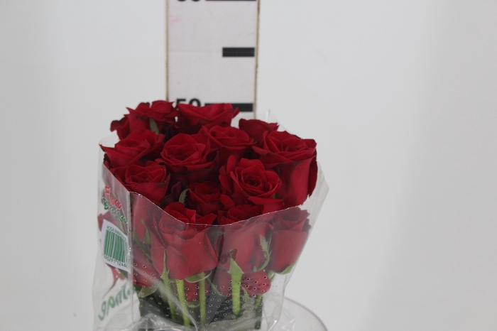 <h4>ROSA FREEDOM 050 CM ESTUFA</h4>