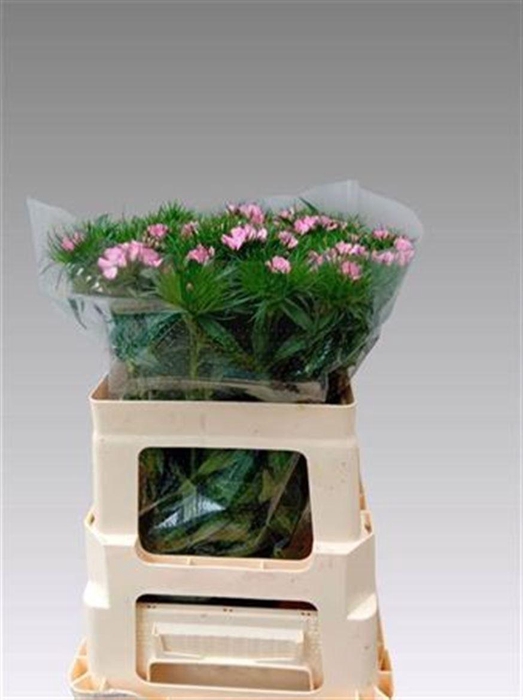 <h4>Di Barb Sweet Pink</h4>