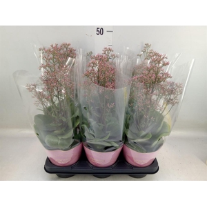 Kalanchoe  'WildFlow Surp Canyon'