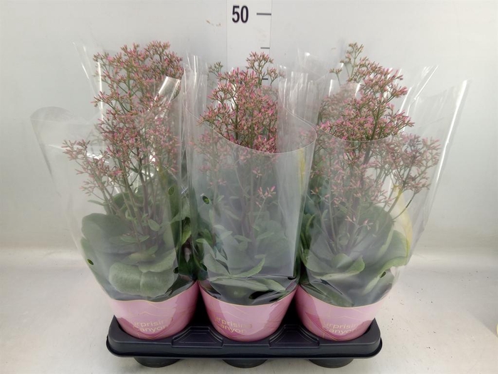 <h4>Kalanchoe  'WildFlow Surp Canyon'</h4>