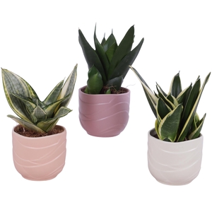 Sansevieria Compacta mix Ø09cm in Ø10cm Ceramic SE660