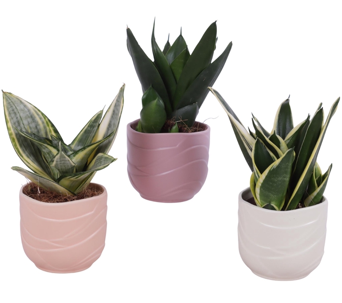 <h4>Sansevieria Compacta mix Ø09cm in Ø10cm Ceramic SE660</h4>