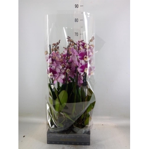 Phalaenopsis  'Ant Barcelona'