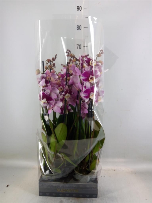 <h4>Phalaenopsis  'Ant Barcelona'</h4>