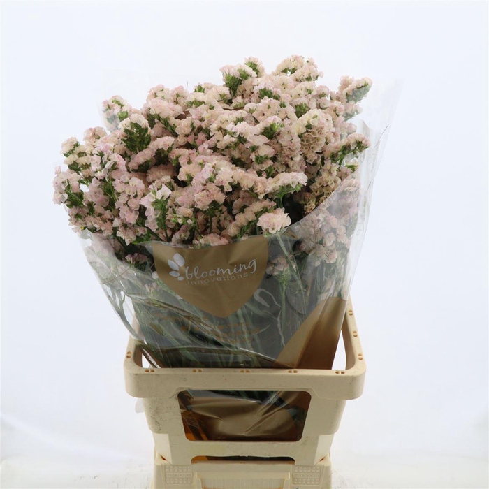 <h4>Statice Apricot Sun Birds</h4>