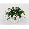 Schlumbergera White