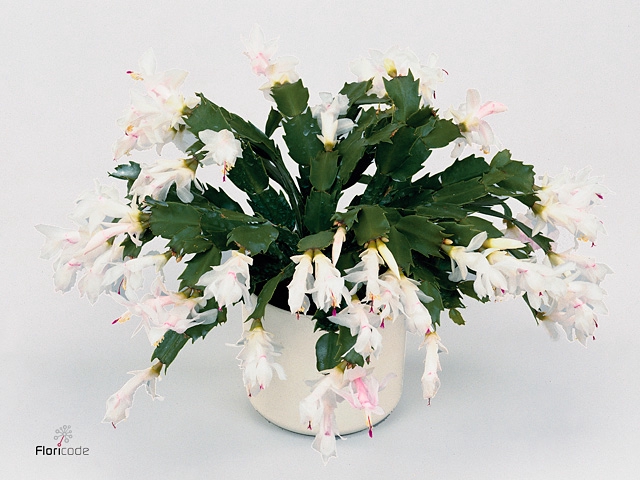 Schlumbergera White