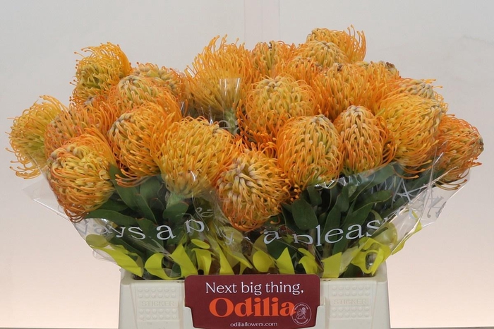 <h4>LEUCO JELENA</h4>