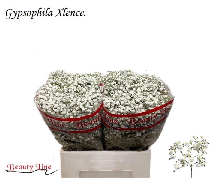 <h4>GYPS PA XLENCE</h4>