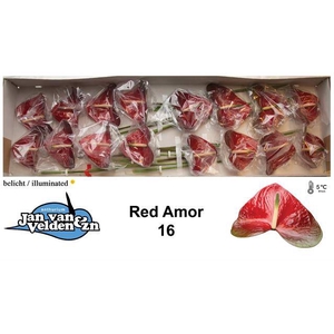 Anth A Red Amor
