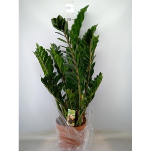 Zamioculcas zamiifolia