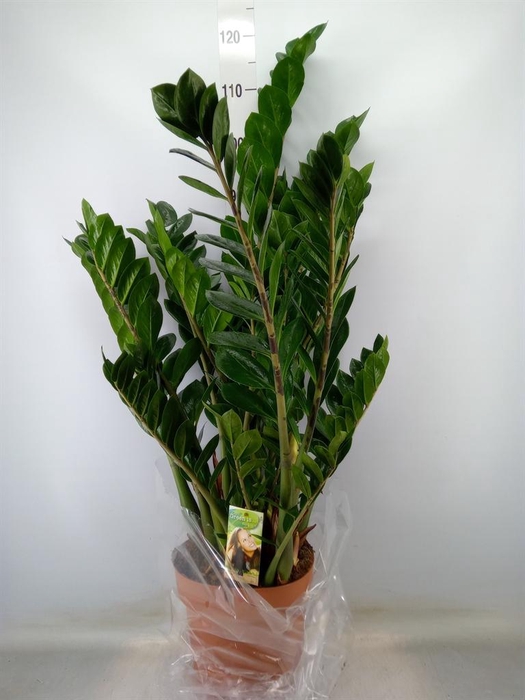 <h4>Zamioculcas zamiifolia</h4>