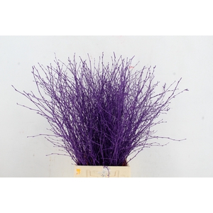 Betula Bs Paint Dark Lila