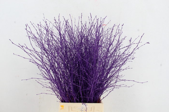 <h4>Betula Bs Paint Dark Lila</h4>