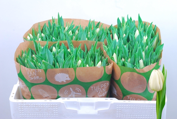 <h4>TU EN UPDATE</h4>