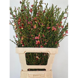 Cytisus Boskoop Ruby Orange
