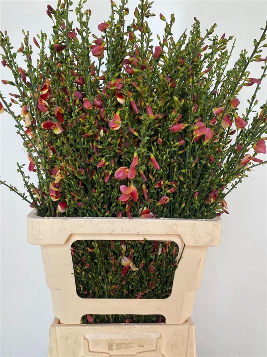 <h4>Cytisus Boskoop Ruby Orange</h4>