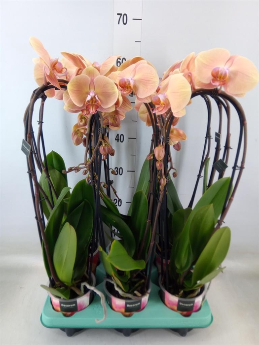 <h4>Phalaenopsis   ...</h4>