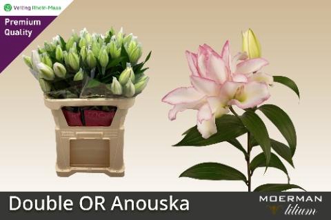 <h4>LI OR DU ANOUSKA</h4>