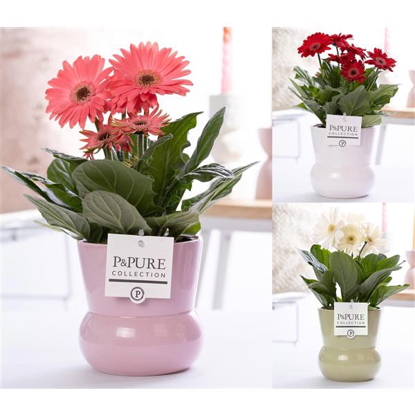 <h4>Gerbera belicht 2+ in Pure maxima 3 ass. luxe keramiek</h4>