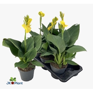 CANNA CAN YELLOW