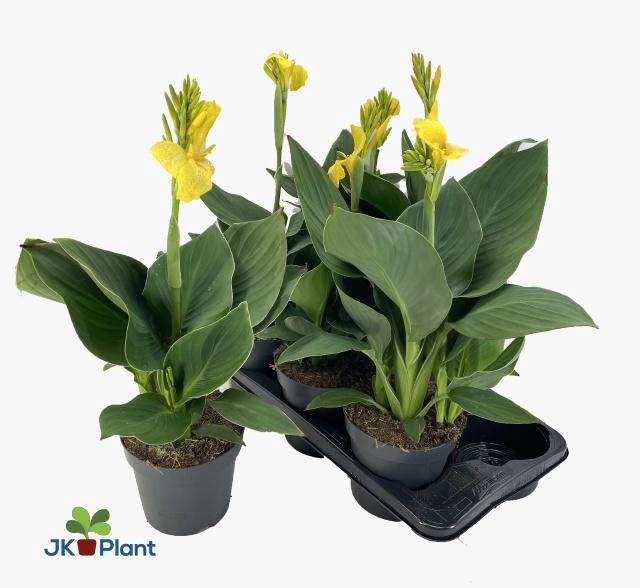 <h4>CANNA CAN YELLOW</h4>