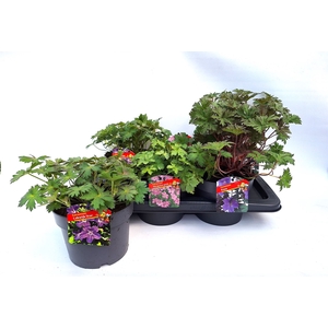 Geranium   ...