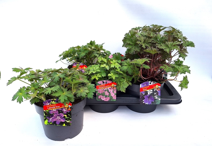 <h4>Geranium   ...</h4>