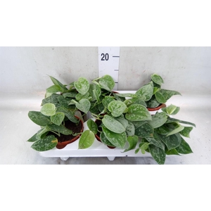 Scindapsus pictus 'Silvery Ann'