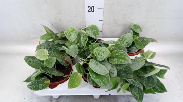 <h4>Scindapsus pictus 'Silvery Ann'</h4>