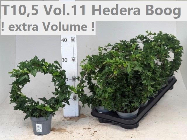 <h4>HED HE OV BONT</h4>